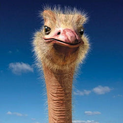 Ostrich Face Close up Paint by Diamonds