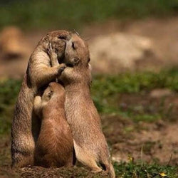 Otters in Love Paint by Diamonds
