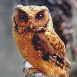Owl Beauty Diamond Painting Kit