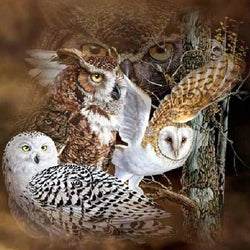 Owls Diamond Painting