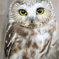 Owl Painting with Diamond