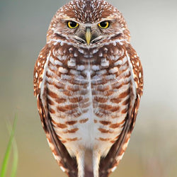 Owl cuteness-Diamond Painting