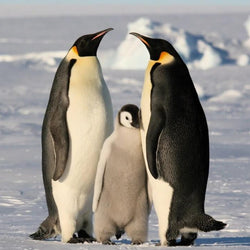 Penguin Diamond Painting