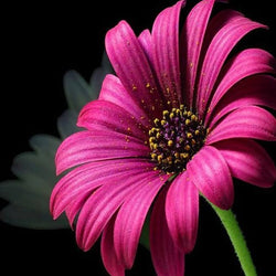Daisy DIY Diamond Painting 