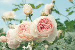 Pink Rose Garden Paint by Diamonds