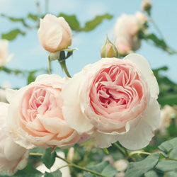 Pink Rose Garden Paint by Diamonds