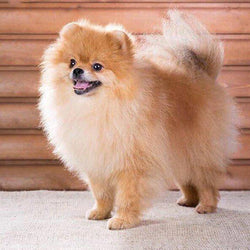 Puppy 5D Diamond Painting