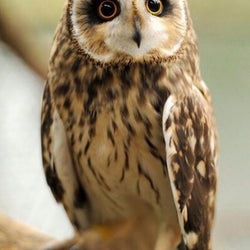 Pretty Owl Diamond Painting Kit