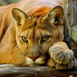 Puma DIY Painting Kit