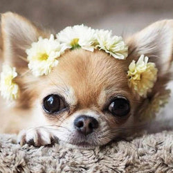 Puppy DIY Diamond Painting