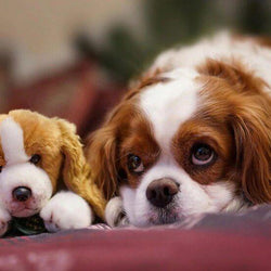 Dog Diamond Painting