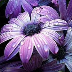 Purple Flowers Painting Kit