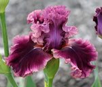 Purple Iris Diamond Painting Kit