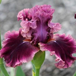 Purple Iris Diamond Painting Kit