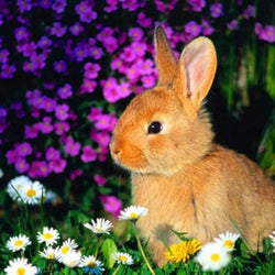 Rabbit DIY Diamond Painting