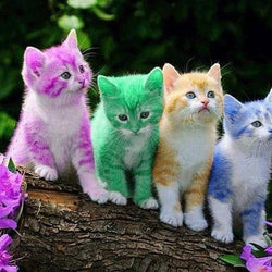 Rainbow Kittens Diamond Painting Kit
