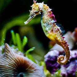 Rainbow Seahorse Diamond Painting Kit