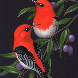 Red & Black birds Diamond Painting