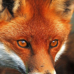 Red Fox Painting with Diamond
