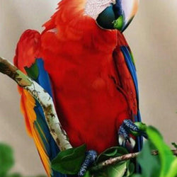 Parrot DIY Painting Kit