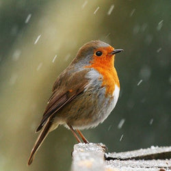 Red Robin Bird Painting with Diamond