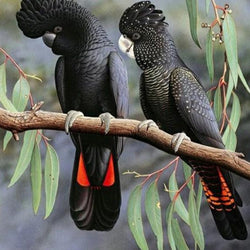 Parrots Pair Paint by Diamonds