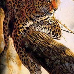 Resting Leopard Diamond Painting