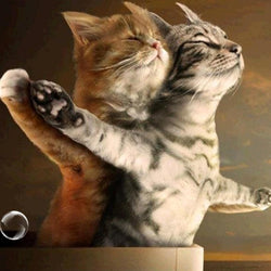 Cats Diamond  Painting