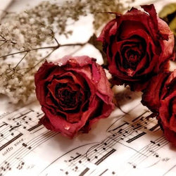 Roses Full Drill Painting Kit\