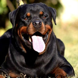 Rottweiler Yawning Paint by Diamonds