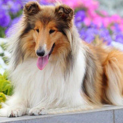 Dog Painting Kit
