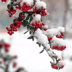 Russian Winter & Snow on Flower Diamond Painting