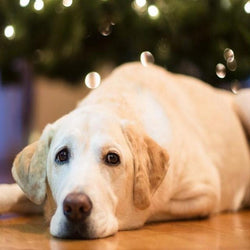 Sad Labrador Retriever Dog Diamond Painting