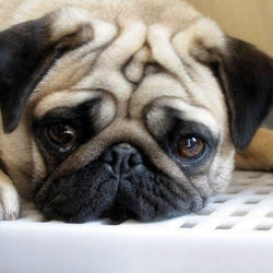 Pug Dog DIY Painting Kit