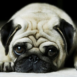 Sad Puppy Diamond Painting