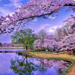 Sakura Trees DIY Painting Kit
