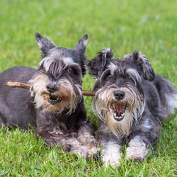 Schnauzer Lady & the Tramp Dogs