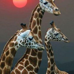Setting Sun & Giraffe Diamond Painting Kit