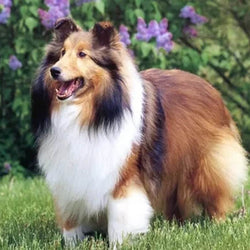 Sheltie Diamond Painting