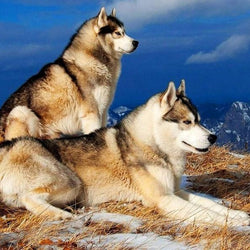 Siberian Husky Pair Diamond Painting