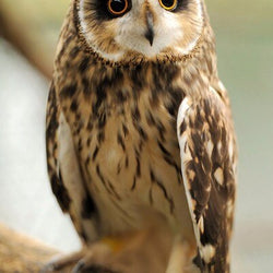 Sitting Owl Diamond paint