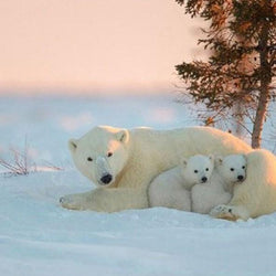 Snow Bear with Cubs Diamond Painting