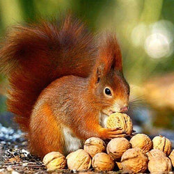 Squirrel Diamond Painting