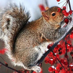 Squirrel on Tree Paint with Diamonds