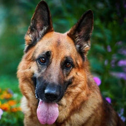 Staggering German Shepherd Paint by Diamonds