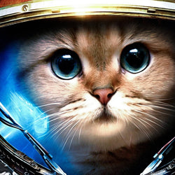 Kitten Full Drill Painting