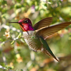 Stunning Humming Bird Diamond Painting Kit