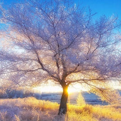 Stunning Tree Diamond Painting Kit