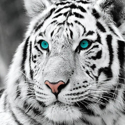 White Tiger 3D Full Drill
