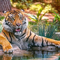 Sumatran Tiger Paint by Diamonds